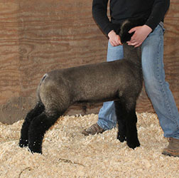 Online Sheep Sale Results - Show Stock Planet